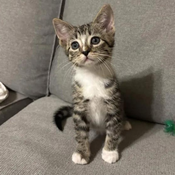 Mozart, an adopted Domestic Short Hair in Weehawken, NJ image 1/6