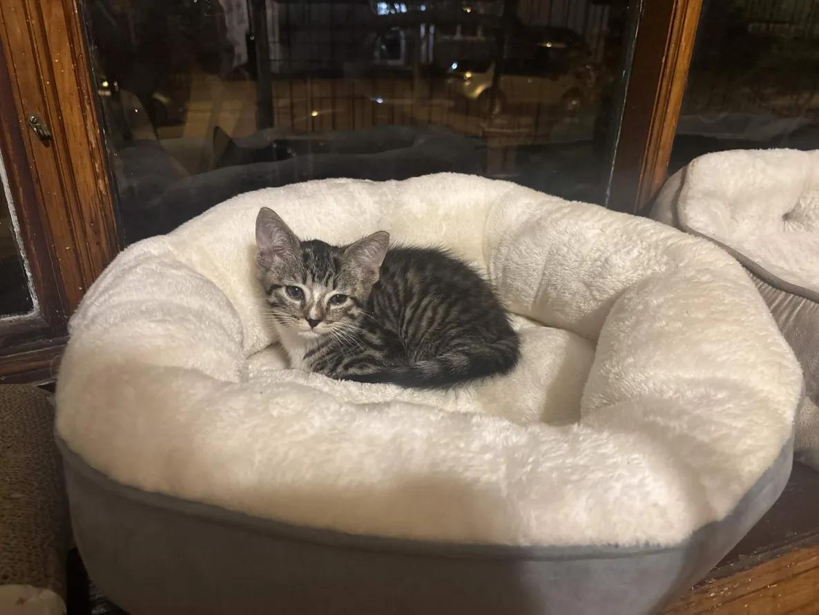 Mozart, an adopted Domestic Short Hair in Weehawken, NJ image 4/6