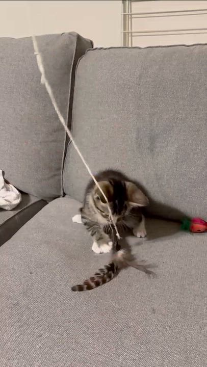 Enlarge Mozart, an adopted Domestic Short Hair in Weehawken, NJ video 2/6