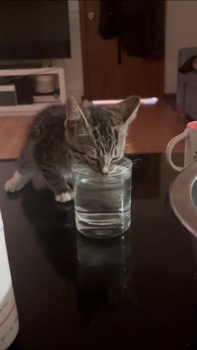 Enlarge Mozart, an adopted Domestic Short Hair in Weehawken, NJ video 5/6