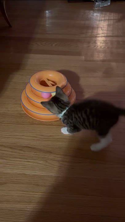 Enlarge Mozart, an adopted Domestic Short Hair in Weehawken, NJ video 6/6