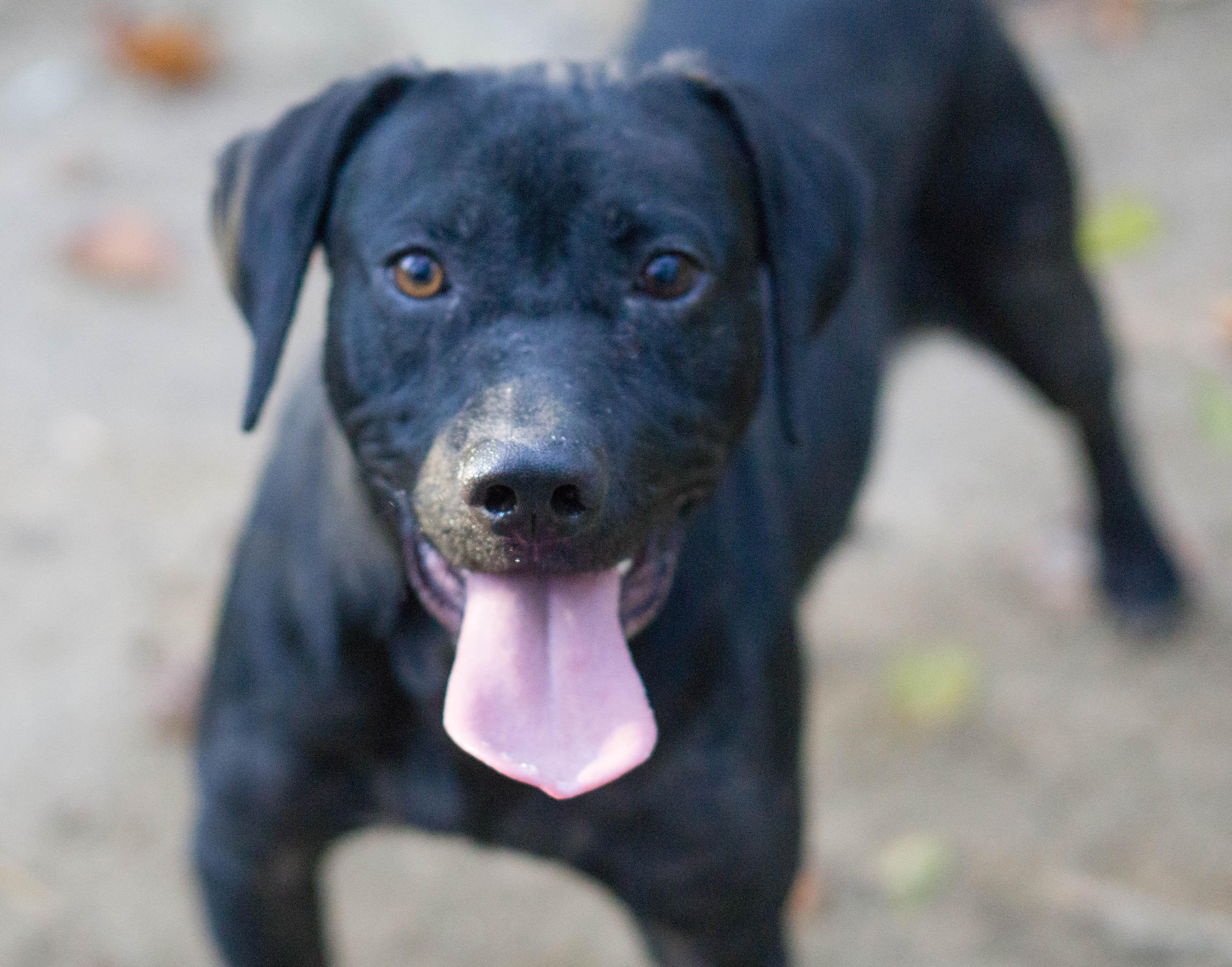 Enlarge Holden, a Adoptable mixed breed in Reidsville, NC image 3/6