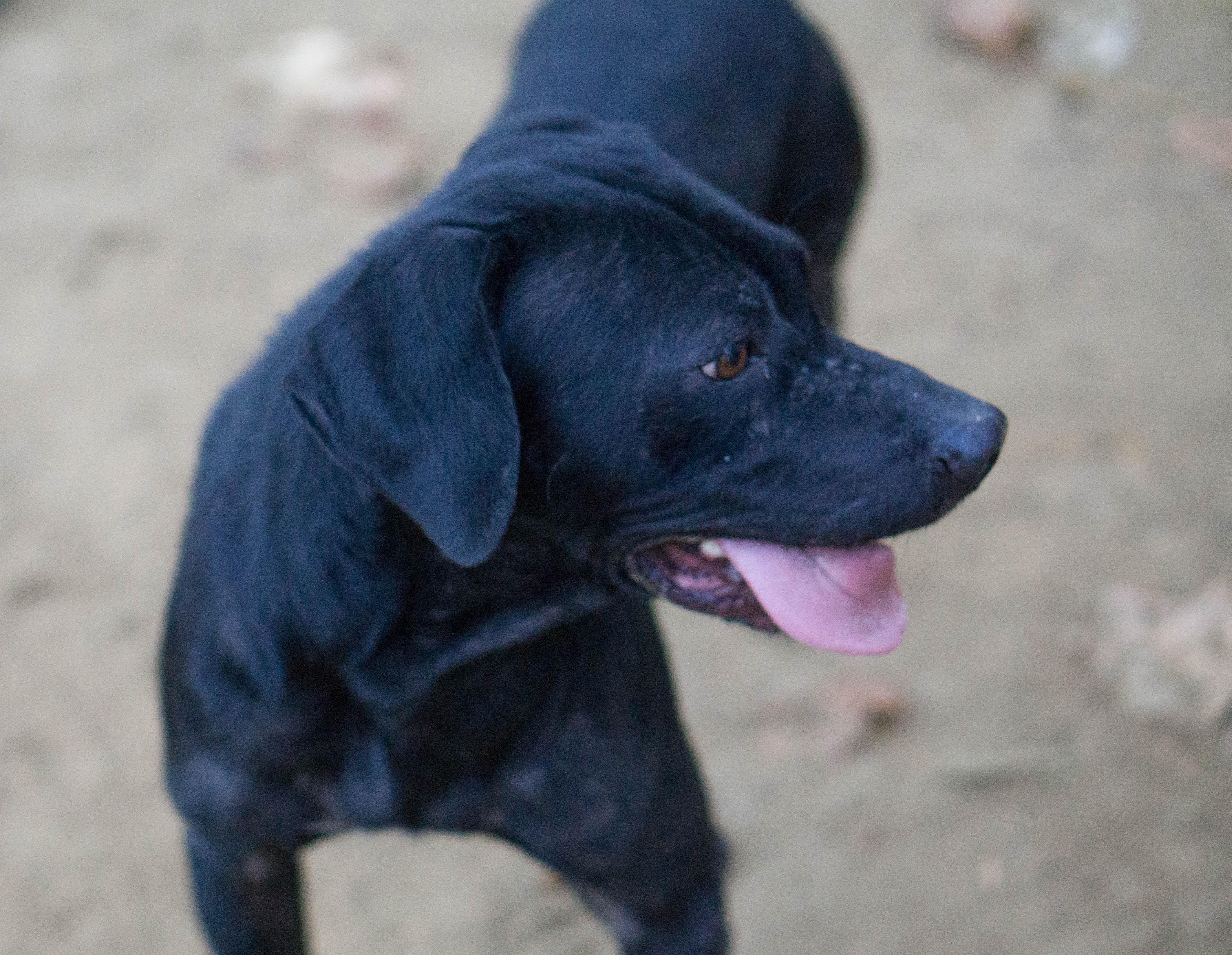 Enlarge Holden, a Adoptable mixed breed in Reidsville, NC image 4/6