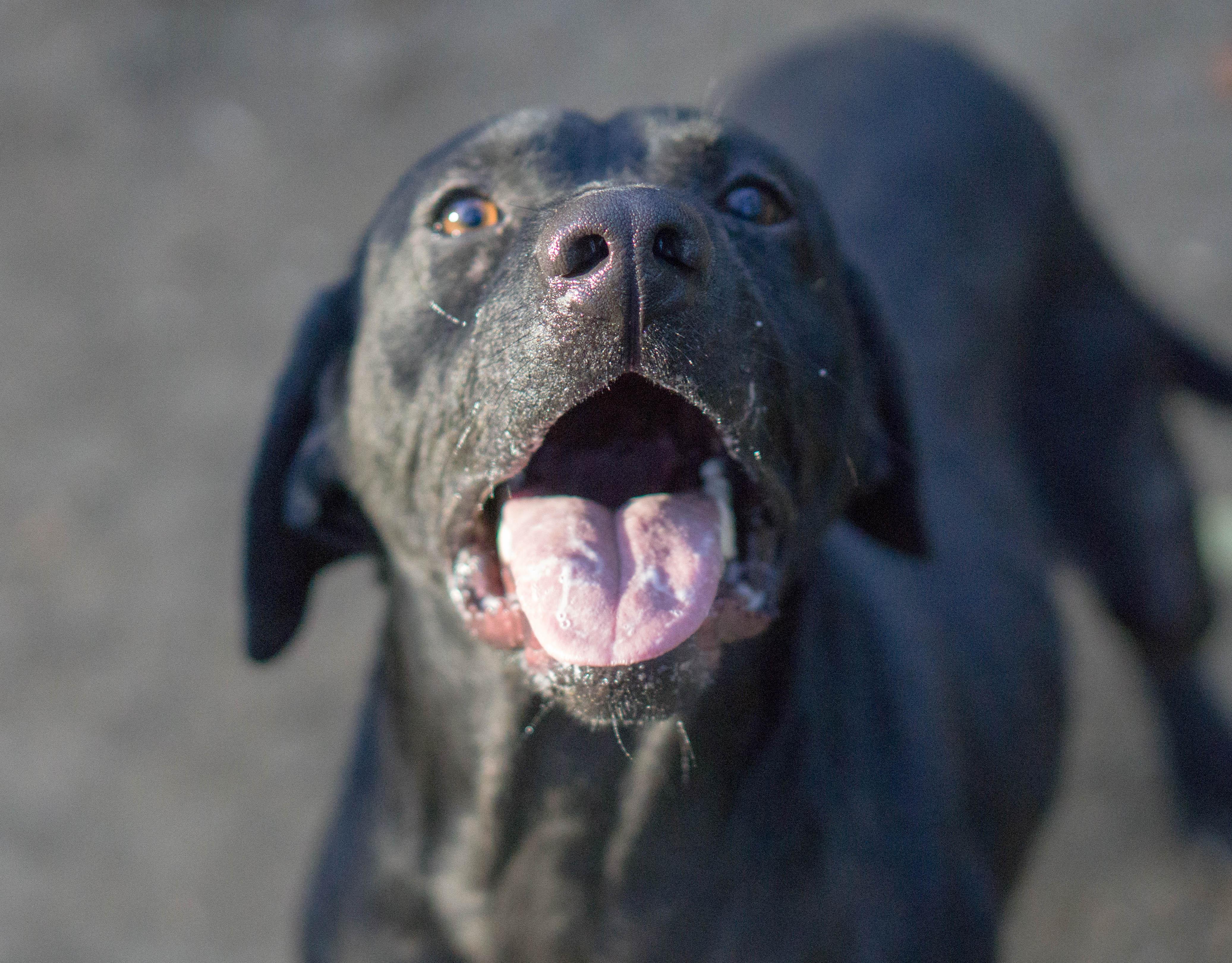 Enlarge Holden, a Adoptable mixed breed in Reidsville, NC image 5/6
