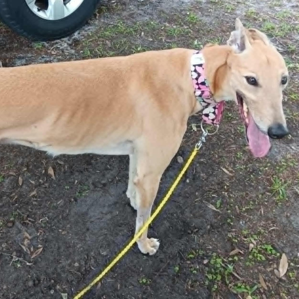 Enlarge Teasers Tickle, a ADOPTABLE Greyhound in North Port, FL image 2/4
