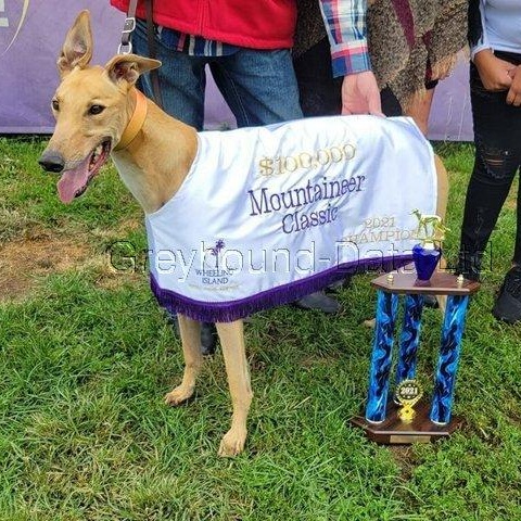 Enlarge Teasers Tickle, a ADOPTABLE Greyhound in North Port, FL image 3/4