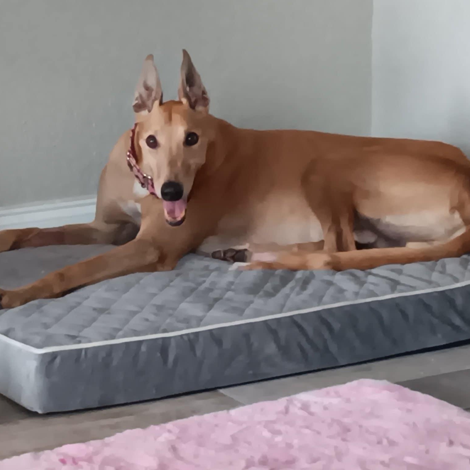 Enlarge Teasers Tickle, a ADOPTABLE Greyhound in North Port, FL image 4/4