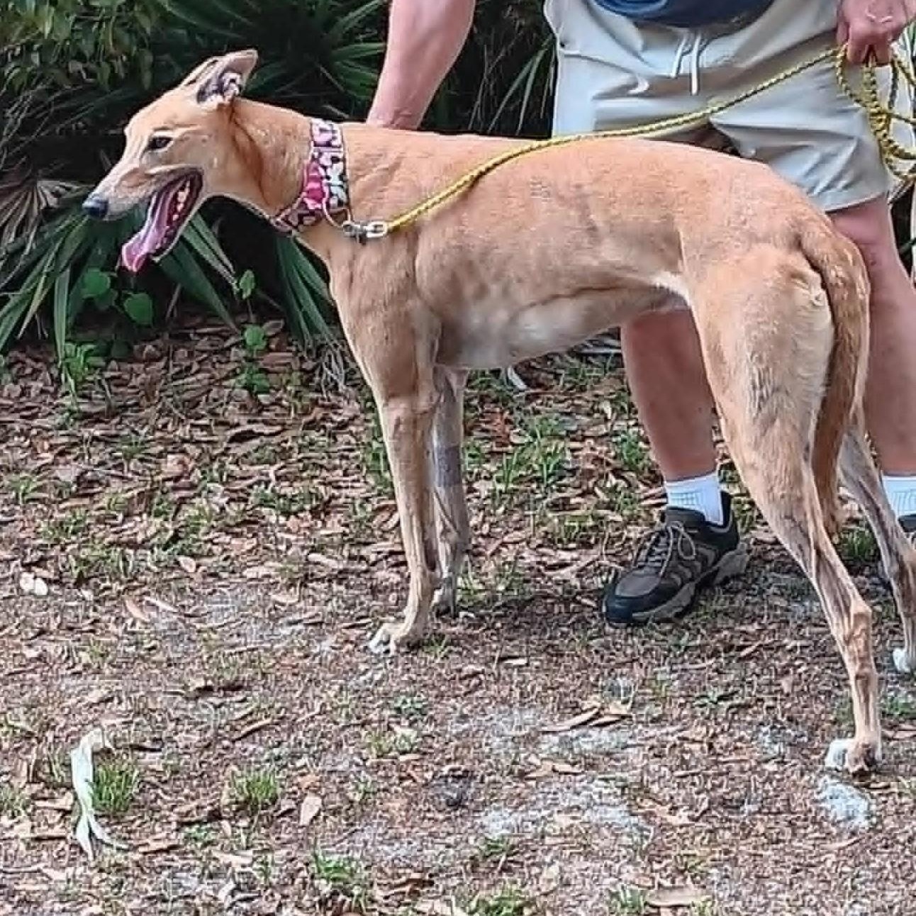 Teasers Tickle, ADOPTABLE, Adult Male Greyhound.