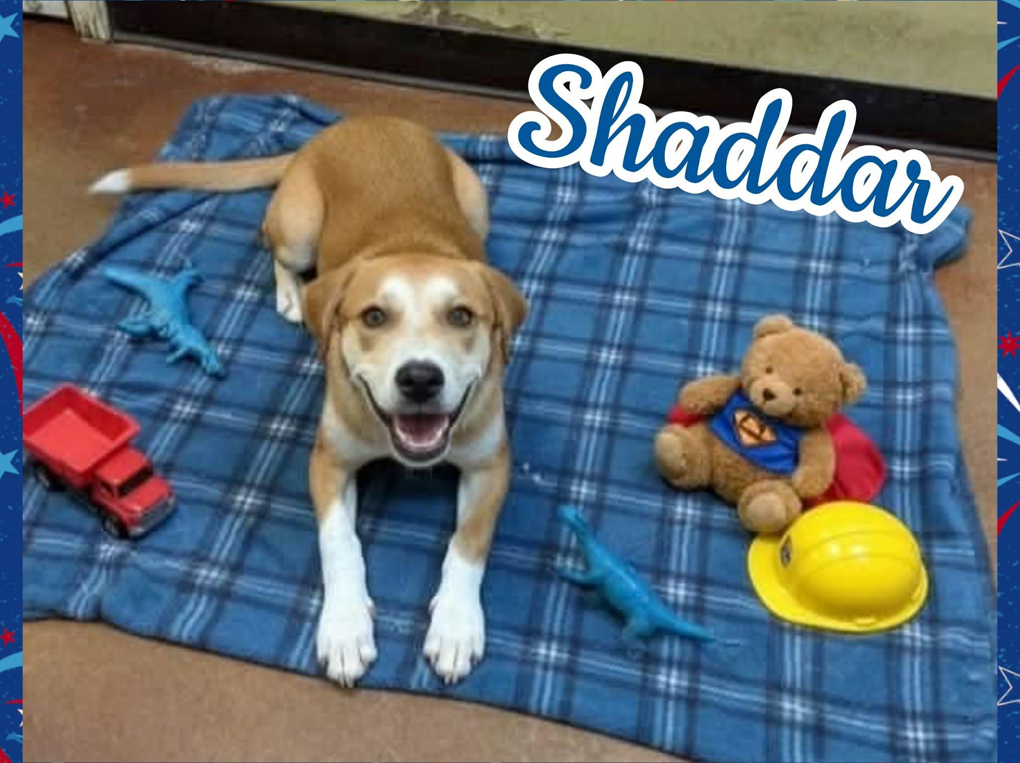 Shaddar, ADOPTABLE, Puppy Male Labrador Retriever & Hound.