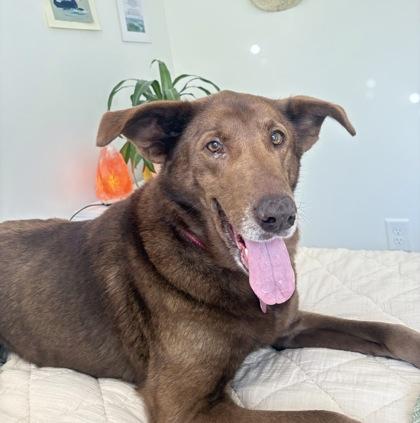 Helga HW+ fee waived, a Adoptable mixed breed in Seneca, SC image 1/3