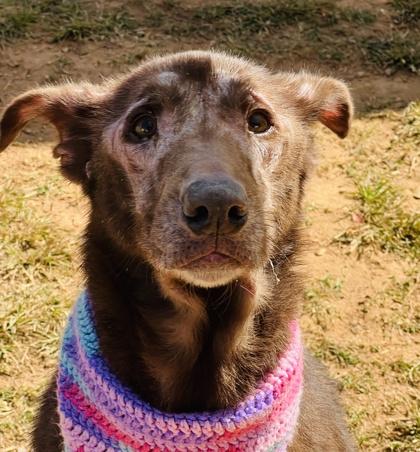 Helga $85 Fostered, a Adoptable mixed breed in Seneca, SC image 1/3