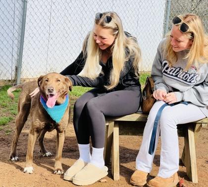 Helga HW+ fee waived Fostered, Adoptable, Adult Female German Shepherd Dog & Mixed Breed.