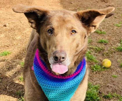 Enlarge Helga HW+ fee waived Fostered, a Adoptable mixed breed in Seneca, SC image 1/3