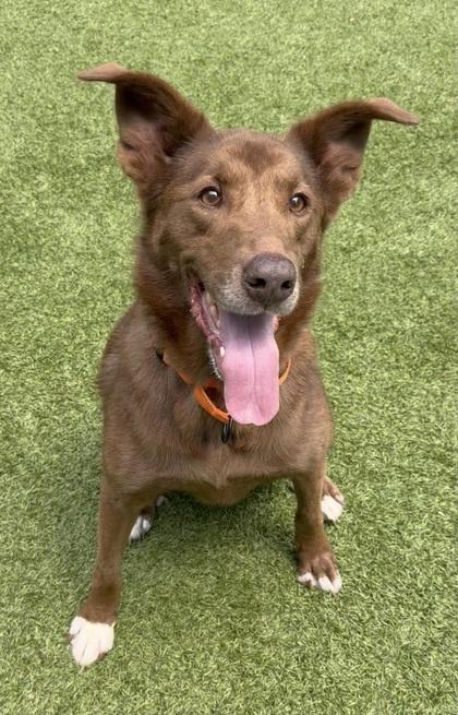 Helga HW+ fee waived, a Adoptable mixed breed in Seneca, SC image 3/3