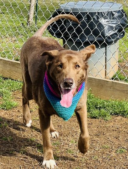 Enlarge Helga HW+ fee waived Fostered, a Adoptable mixed breed in Seneca, SC image 3/3