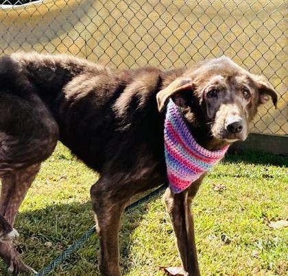 Helga $85 Fostered, a Adoptable mixed breed in Seneca, SC image 2/3