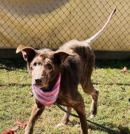 Helga $85 Fostered, a Adoptable mixed breed in Seneca, SC image 3/3