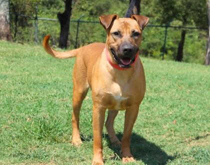 Enlarge Rocky, a Adoptable mixed breed in Conway, AR image 1/3