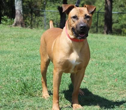 Enlarge Rocky, a Adoptable mixed breed in Conway, AR image 2/3