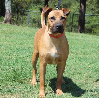 Enlarge Rocky, a Adoptable mixed breed in Conway, AR image 3/3