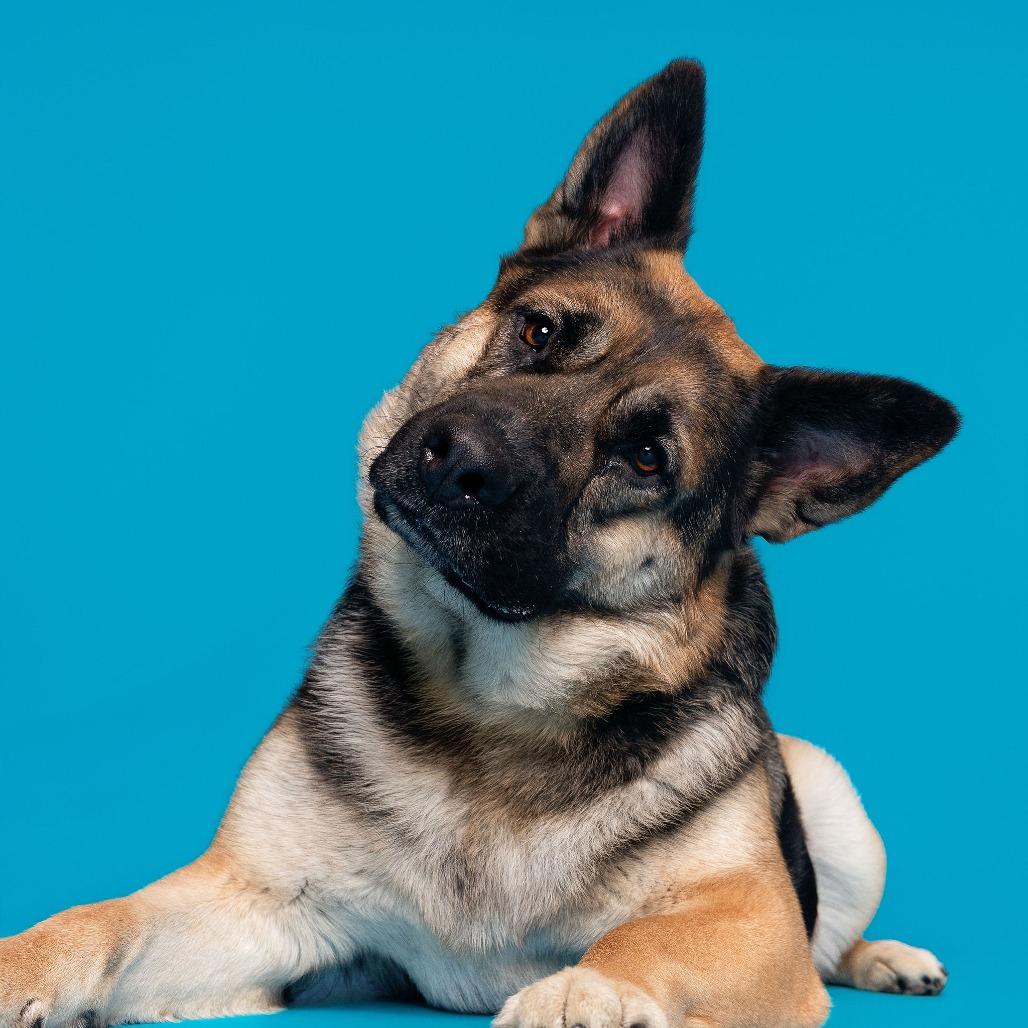 Enlarge Whimsy, a Adoptable mixed breed in Pasadena, CA image 1/6