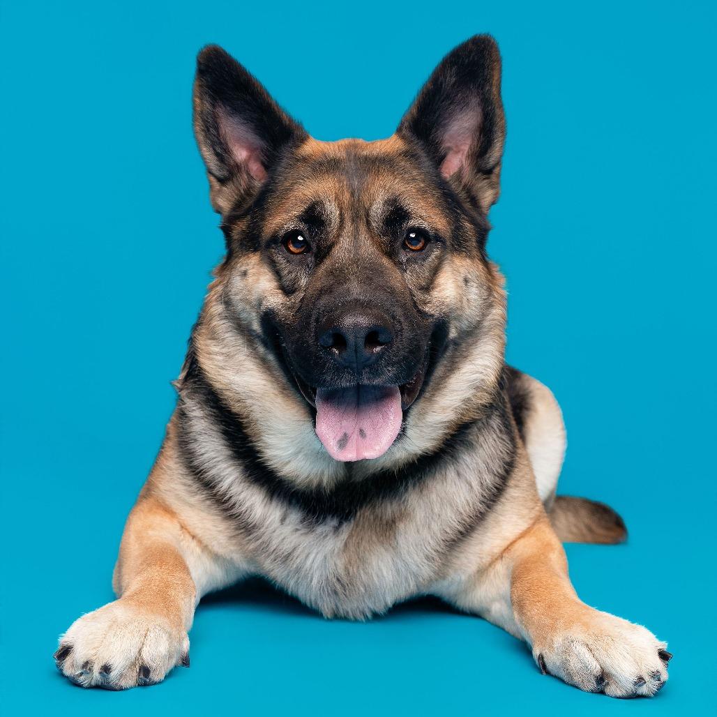 Enlarge Whimsy, a Adoptable mixed breed in Pasadena, CA image 2/6