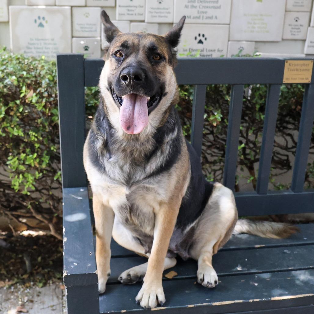 Whimsy, Adoptable, Adult Female German Shepherd Dog & Mixed Breed.