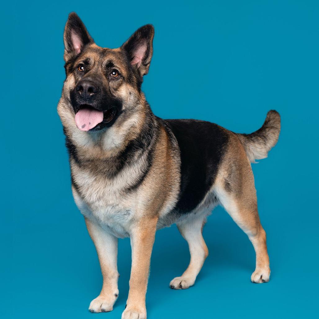 Enlarge Whimsy, a Adoptable mixed breed in Pasadena, CA image 3/6