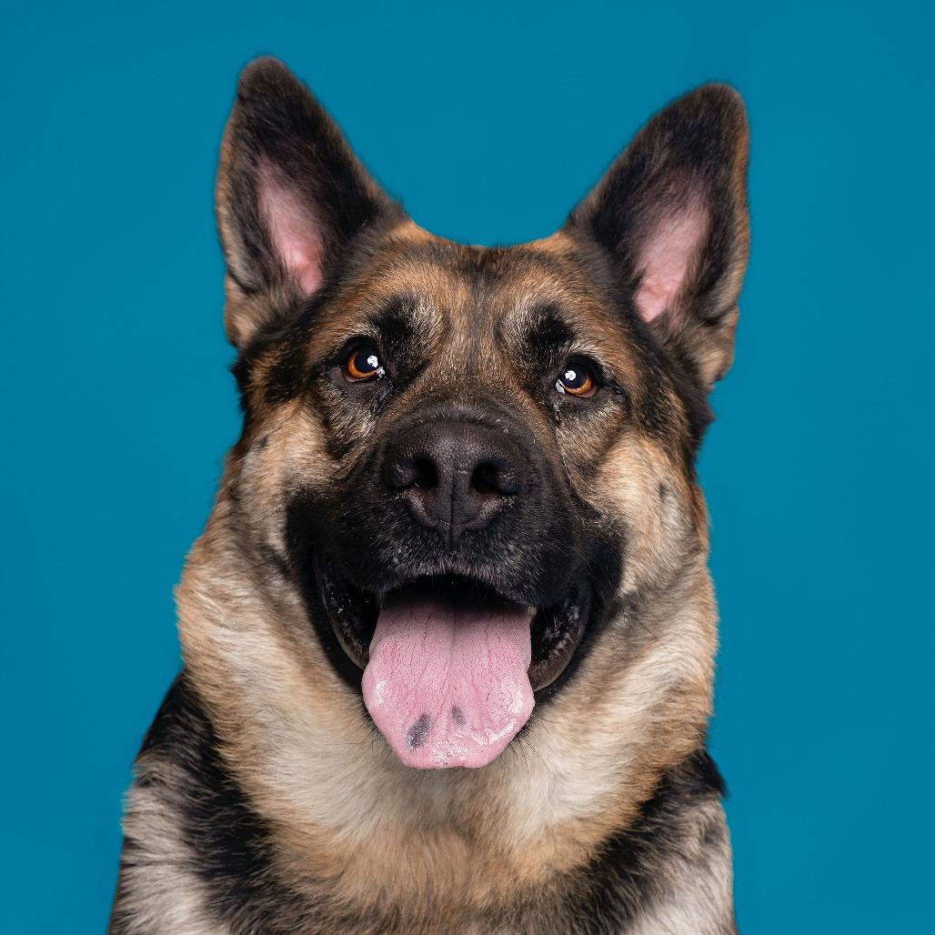 Enlarge Whimsy, a Adoptable mixed breed in Pasadena, CA image 4/6
