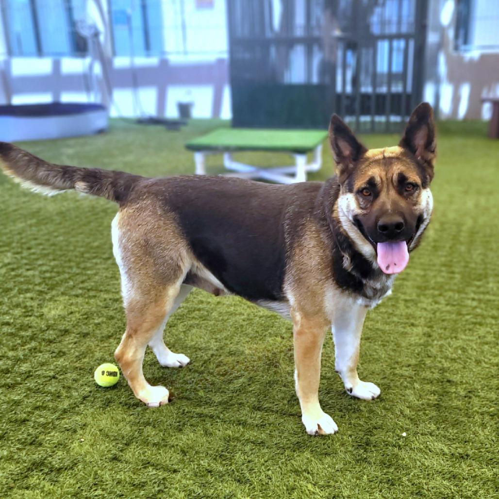 Whimsy, a Adoptable mixed breed in Pasadena, CA image 2/6