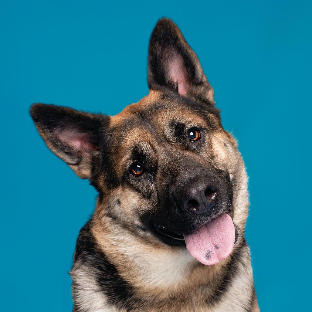 Enlarge Whimsy, a Adoptable mixed breed in Pasadena, CA image 5/6