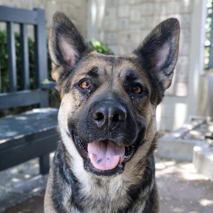 Whimsy, a Adoptable mixed breed in Pasadena, CA image 3/6