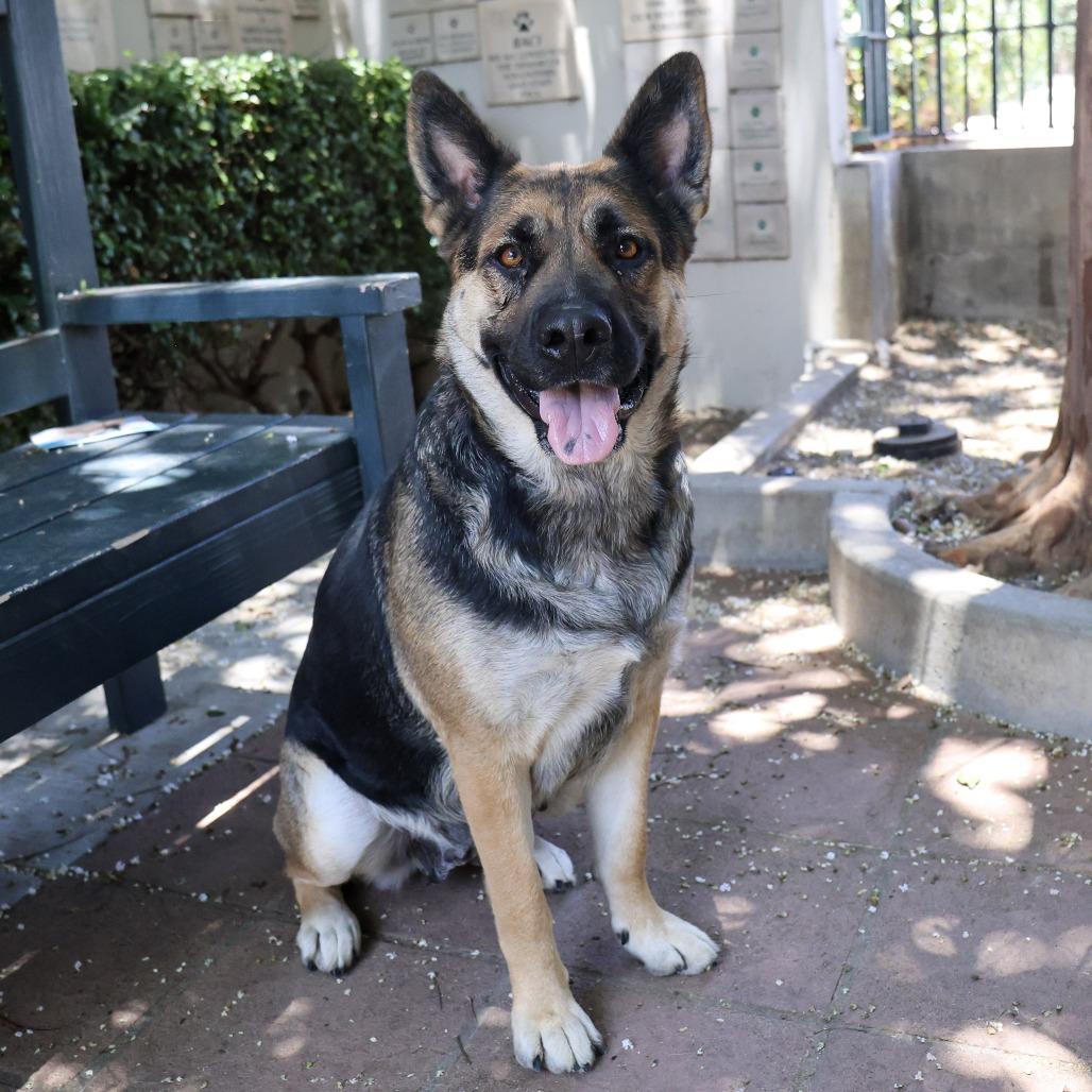 Whimsy, a Adoptable mixed breed in Pasadena, CA image 4/6