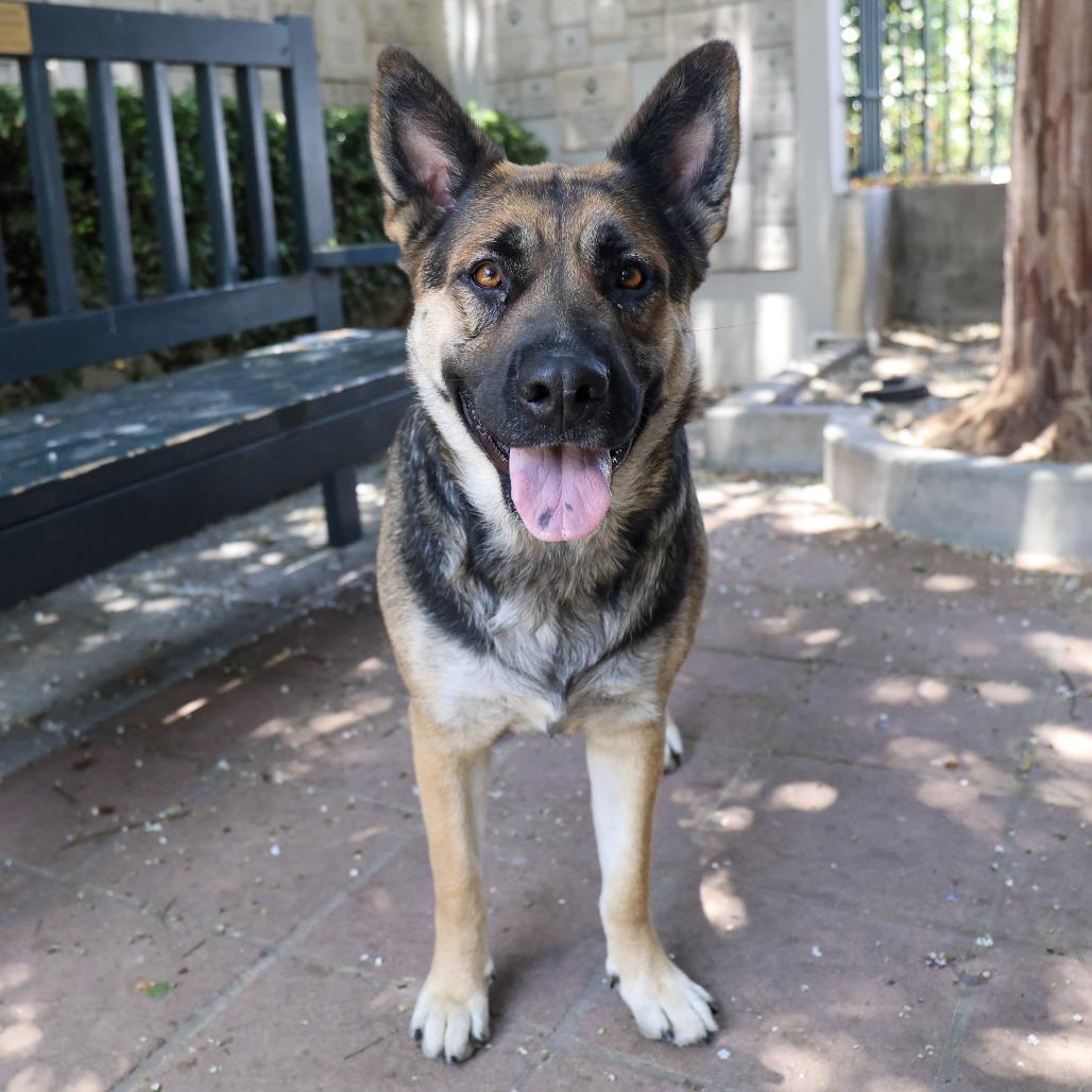 Whimsy, a Adoptable mixed breed in Pasadena, CA image 5/6