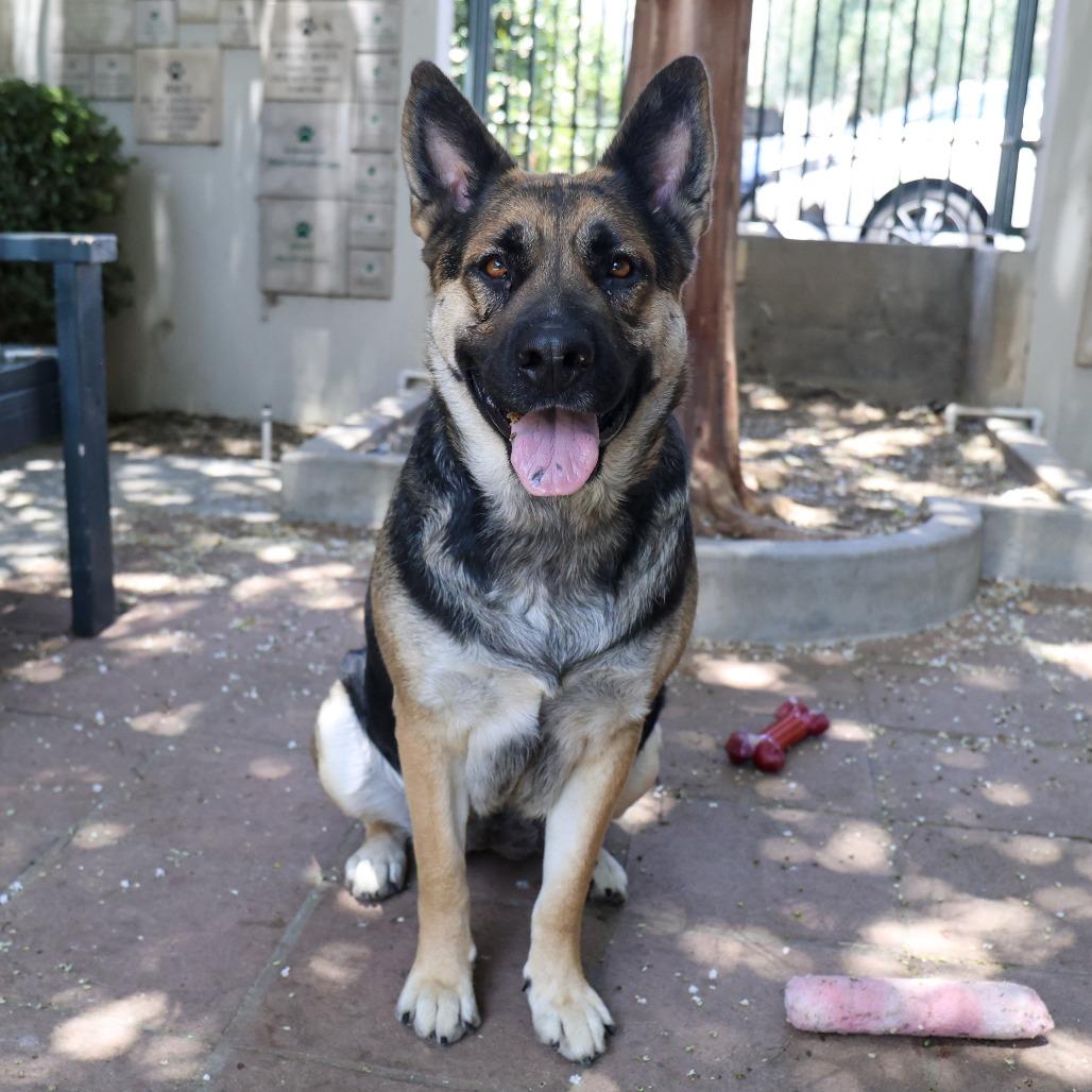 Whimsy, a Adoptable mixed breed in Pasadena, CA image 6/6