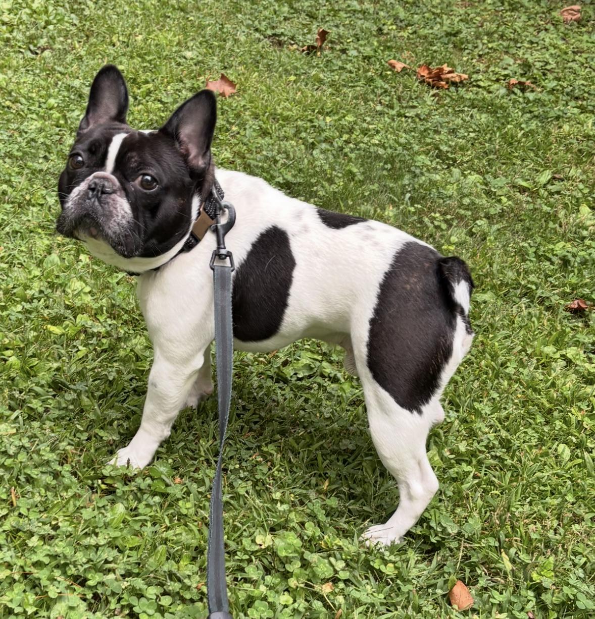 Enlarge Daisy & Toby (super loving), a Adopted French Bulldog in New Milford, CT image 3/5