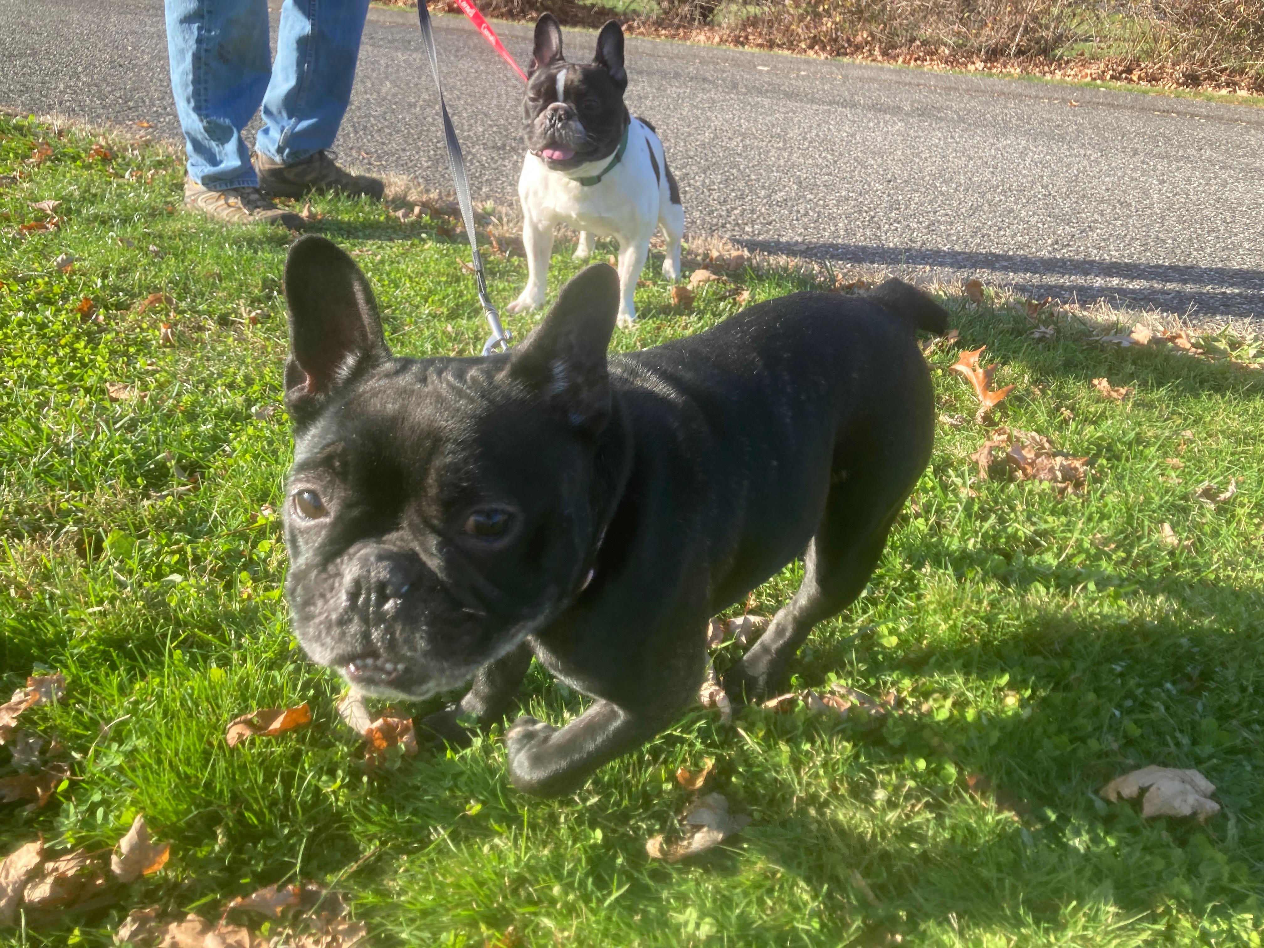 Daisy & Toby (super loving)