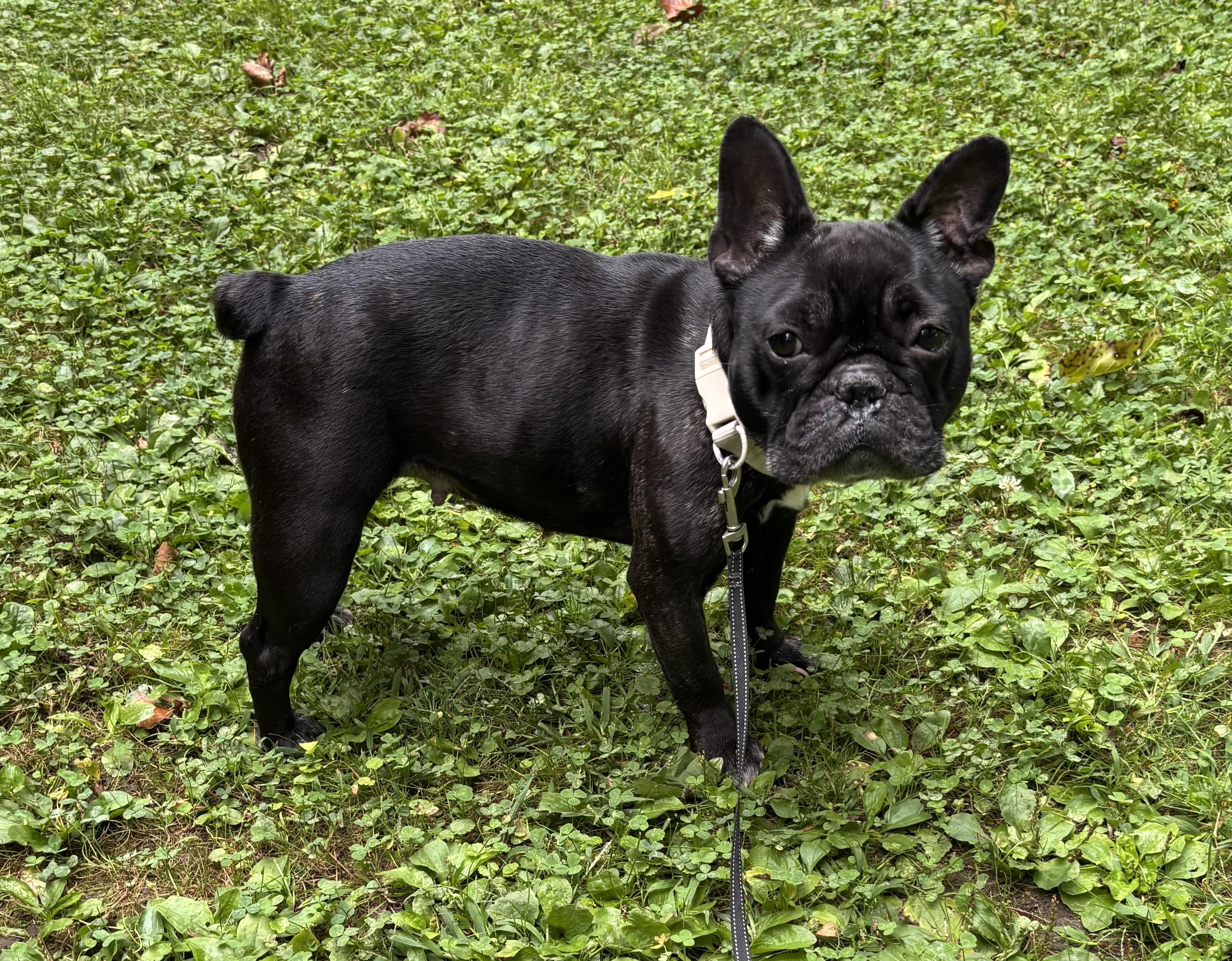 Enlarge Daisy & Toby (super loving), a Adopted French Bulldog in New Milford, CT image 2/5