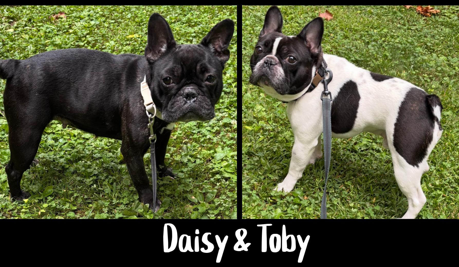 Daisy & Toby (super loving), Adopted, Adult Female French Bulldog.