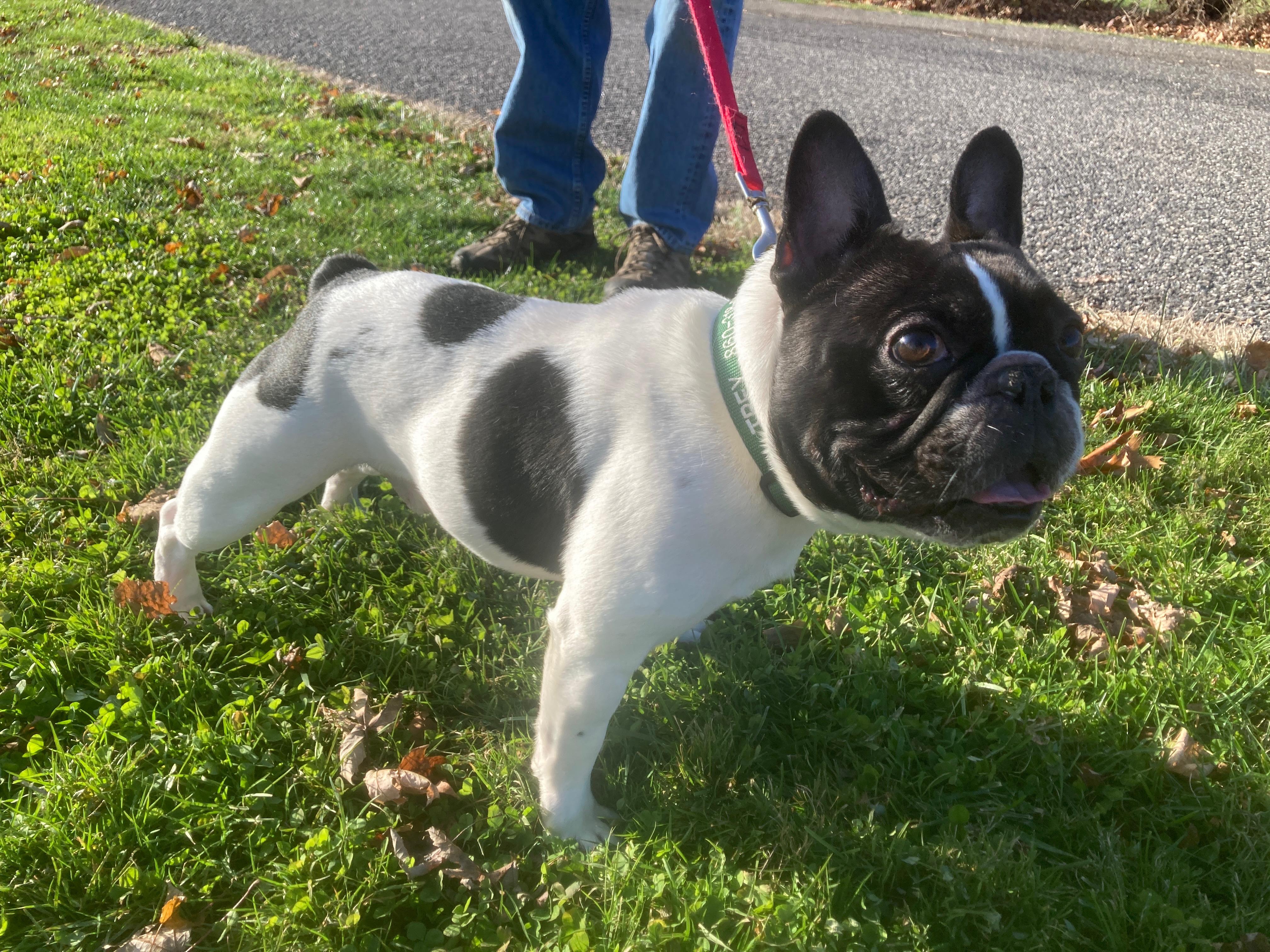 Enlarge Daisy & Toby (super loving), a Adopted French Bulldog in New Milford, CT image 5/5