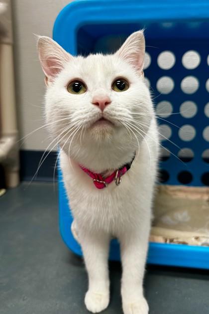 Elsa, Adoptable, Young Female Domestic Short Hair & Domestic Short Hair.