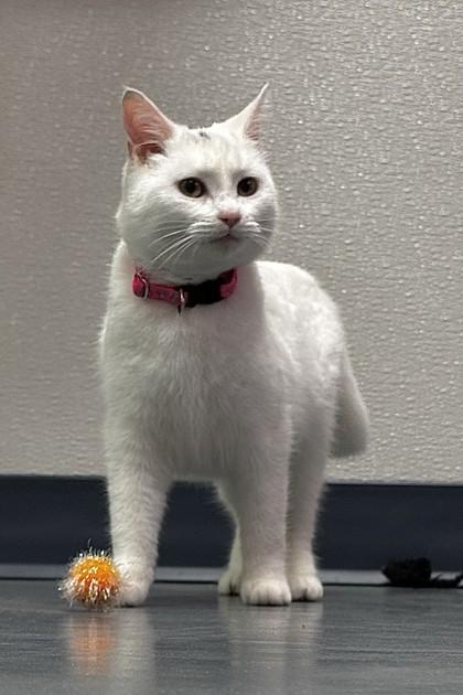 Enlarge Elsa, a Adoptable mixed breed in Walla Walla, WA image 2/2