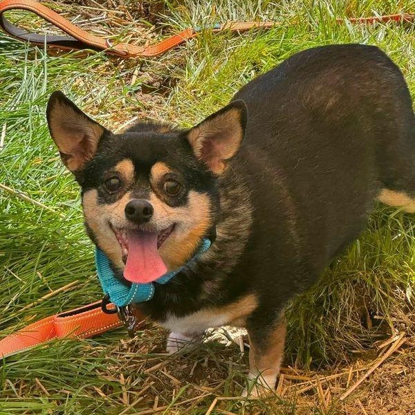 Enlarge Toby (Bonded w/Jojo), a Adoptable mixed breed in Severn, MD image 1/4