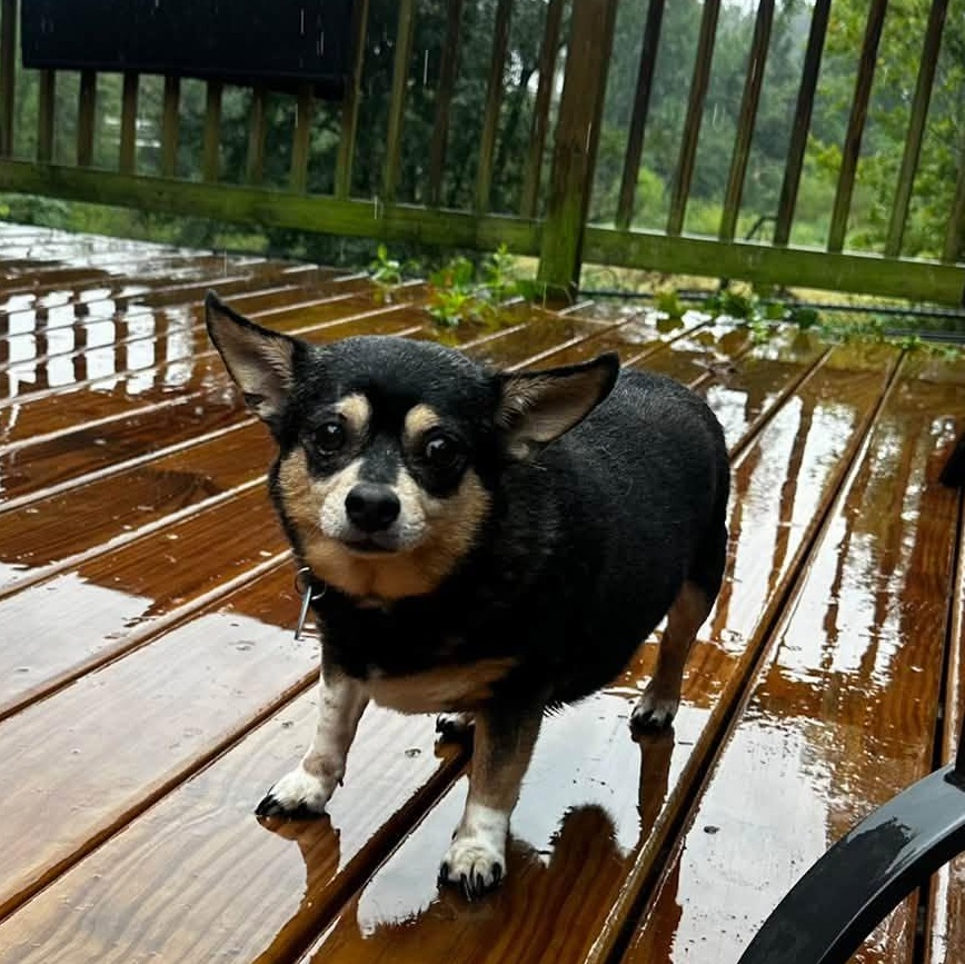 Enlarge Toby (Bonded w/Jojo), a Adoptable mixed breed in Severn, MD image 2/4