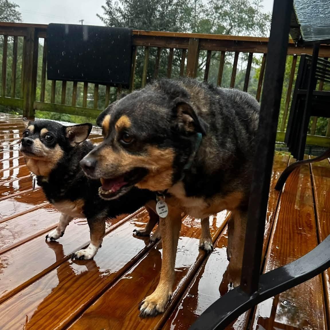 Enlarge Toby (Bonded w/Jojo), a Adoptable mixed breed in Severn, MD image 3/4