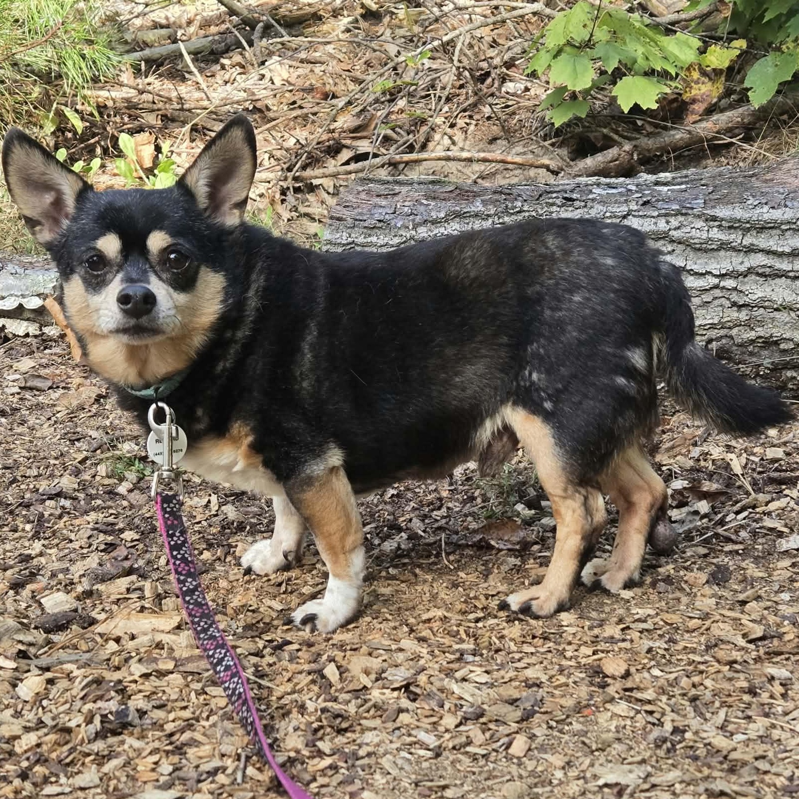 Toby (Bonded w/Jojo), Adoptable, Senior Male Mixed Breed & Chihuahua.