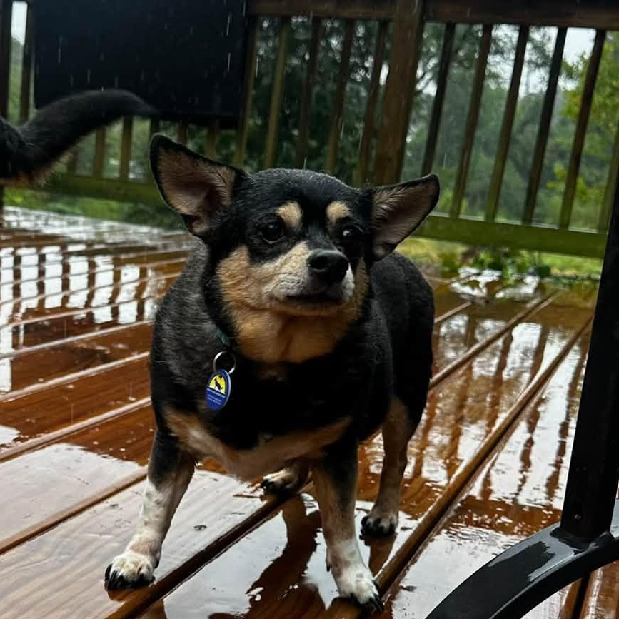 Enlarge Toby (Bonded w/Jojo), a Adoptable mixed breed in Severn, MD image 4/4