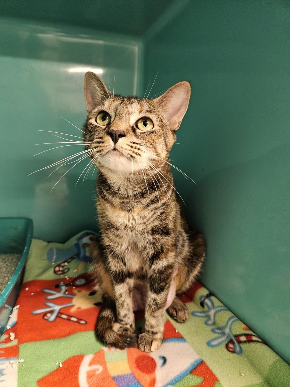 Cat for adoption Iris, a Domestic Short Hair in Belchertown, MA