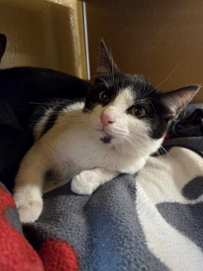 Enlarge Noun, a Adoptable mixed breed in Phoenix, AZ image 1/2