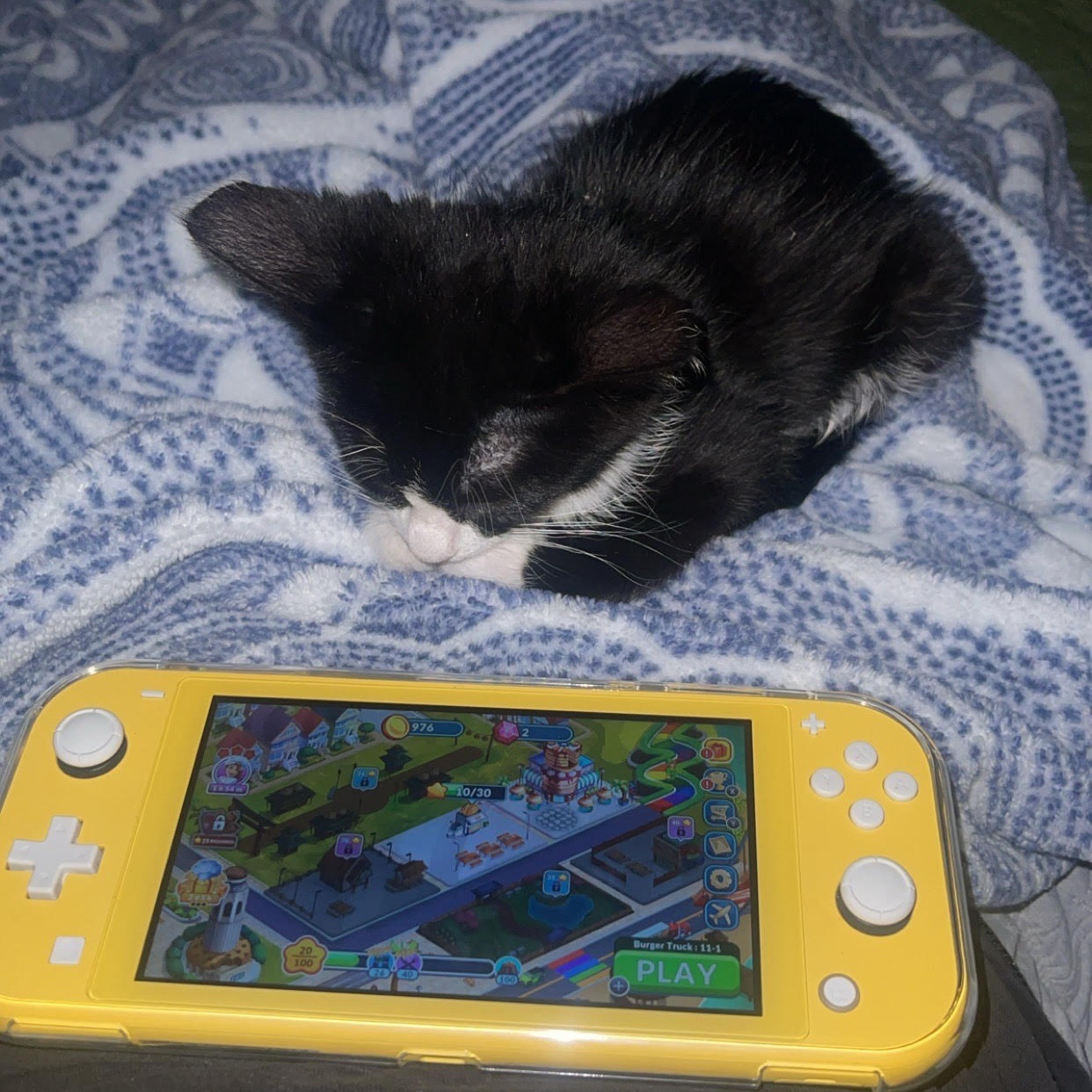 Blossom, a Adopted Domestic Short Hair in Sunnyside, WA image 4/4